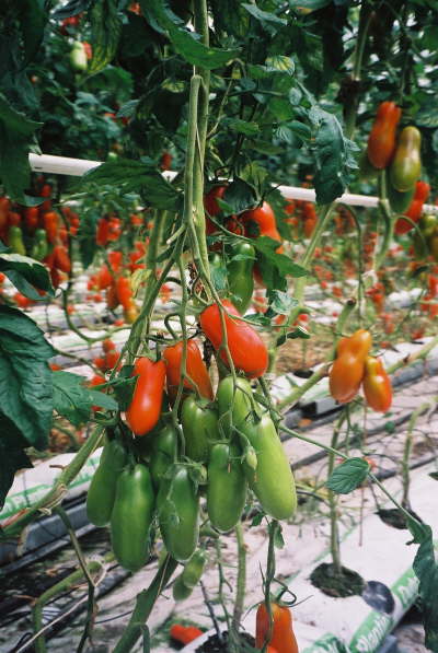 Gartenbau