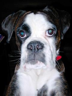 ronja (WinCE)