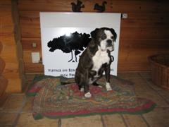 Ronja Pause (WinCE)